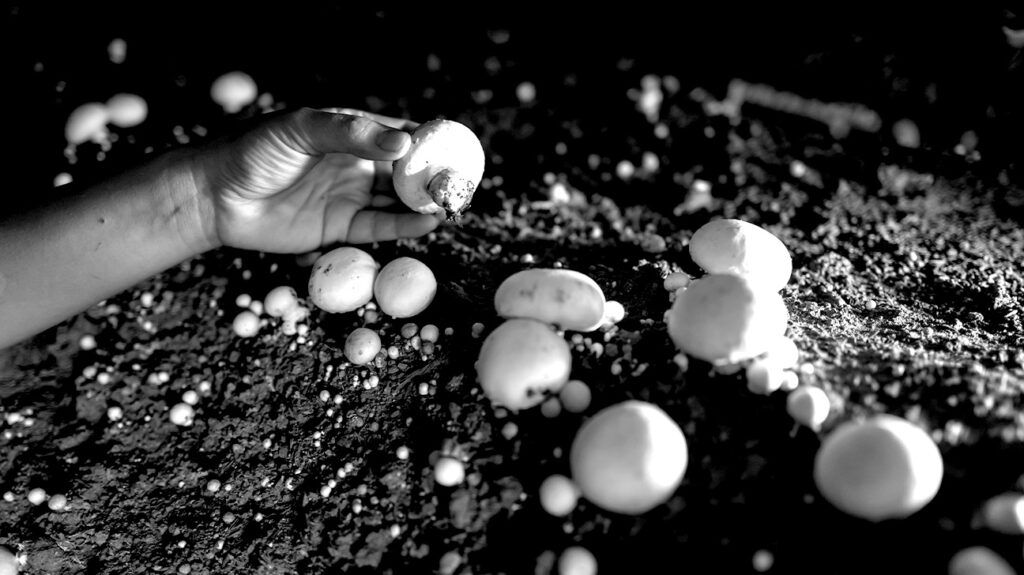 Hand picking mushroom in grassy field