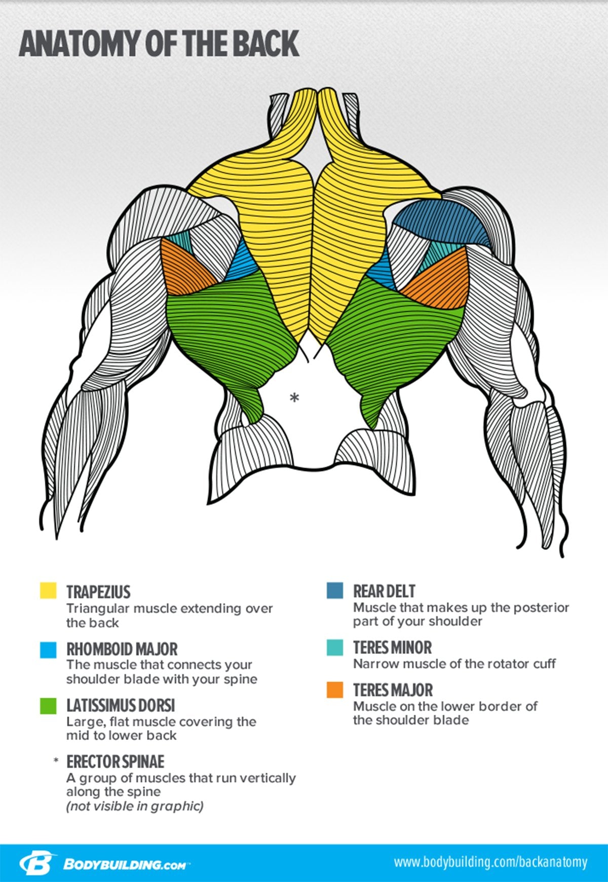 Back muscles anatomy illustration diagram