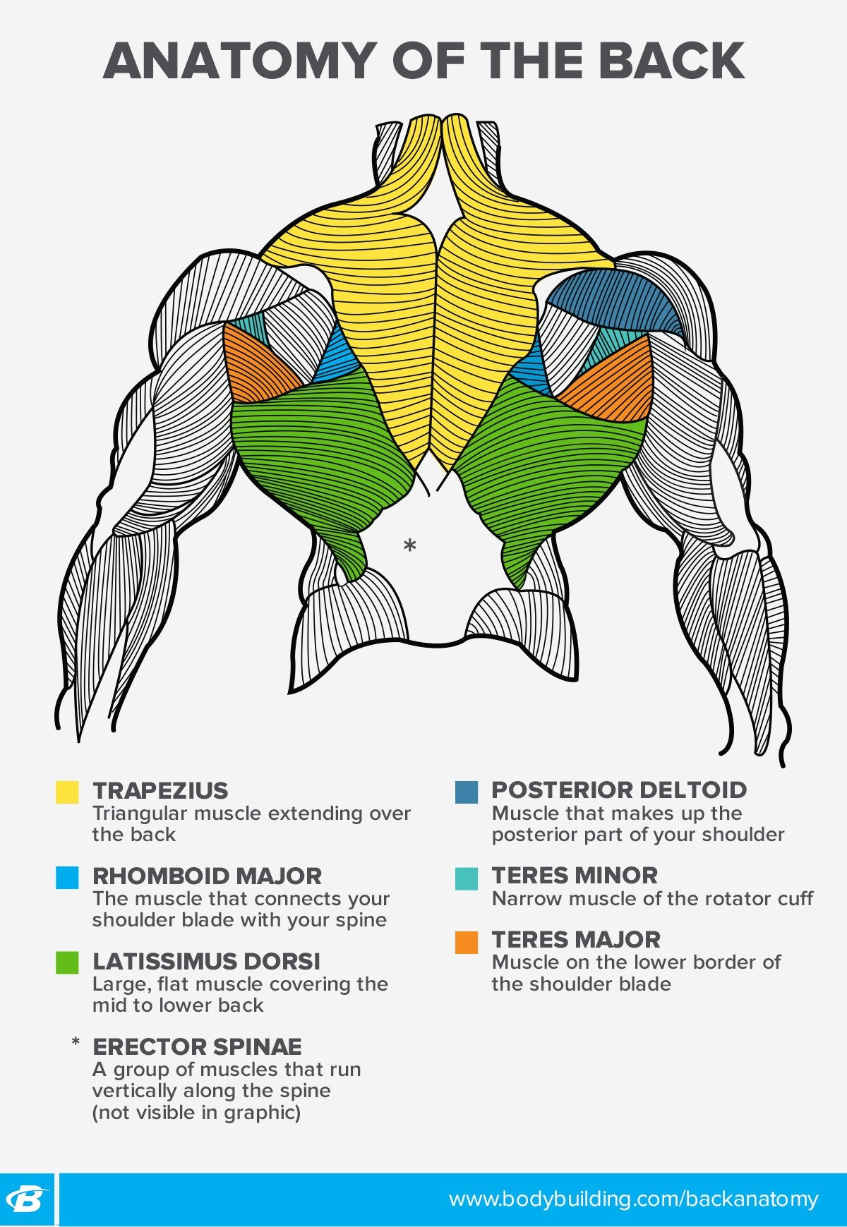 Back muscles anatomical diagram