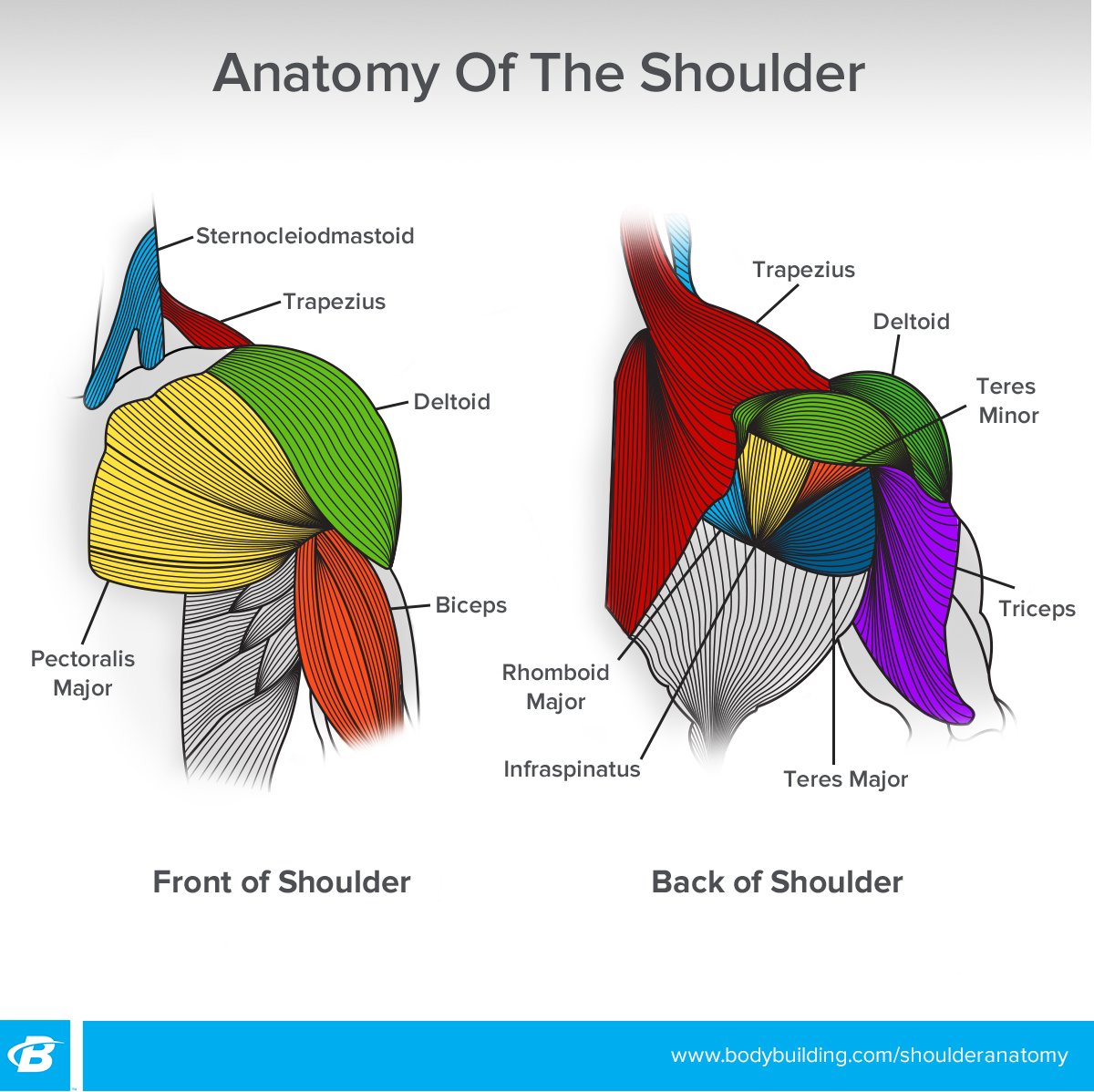 Female shoulder muscle anatomy diagram