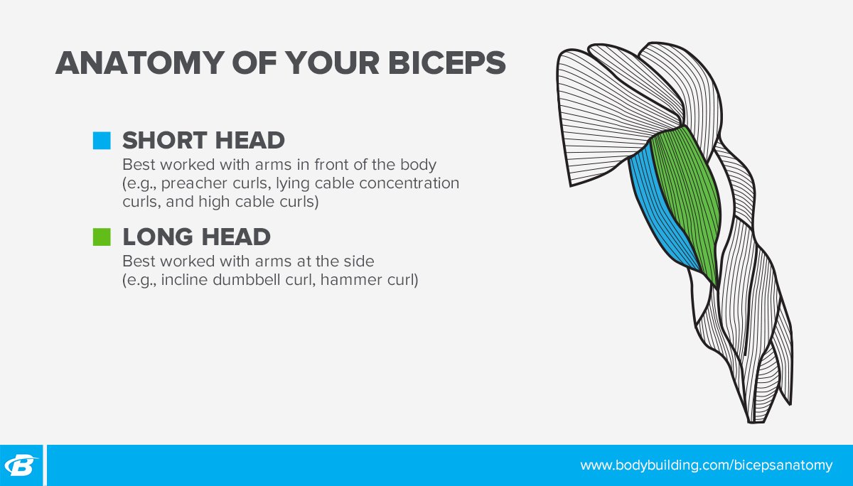 Biceps muscle diagram