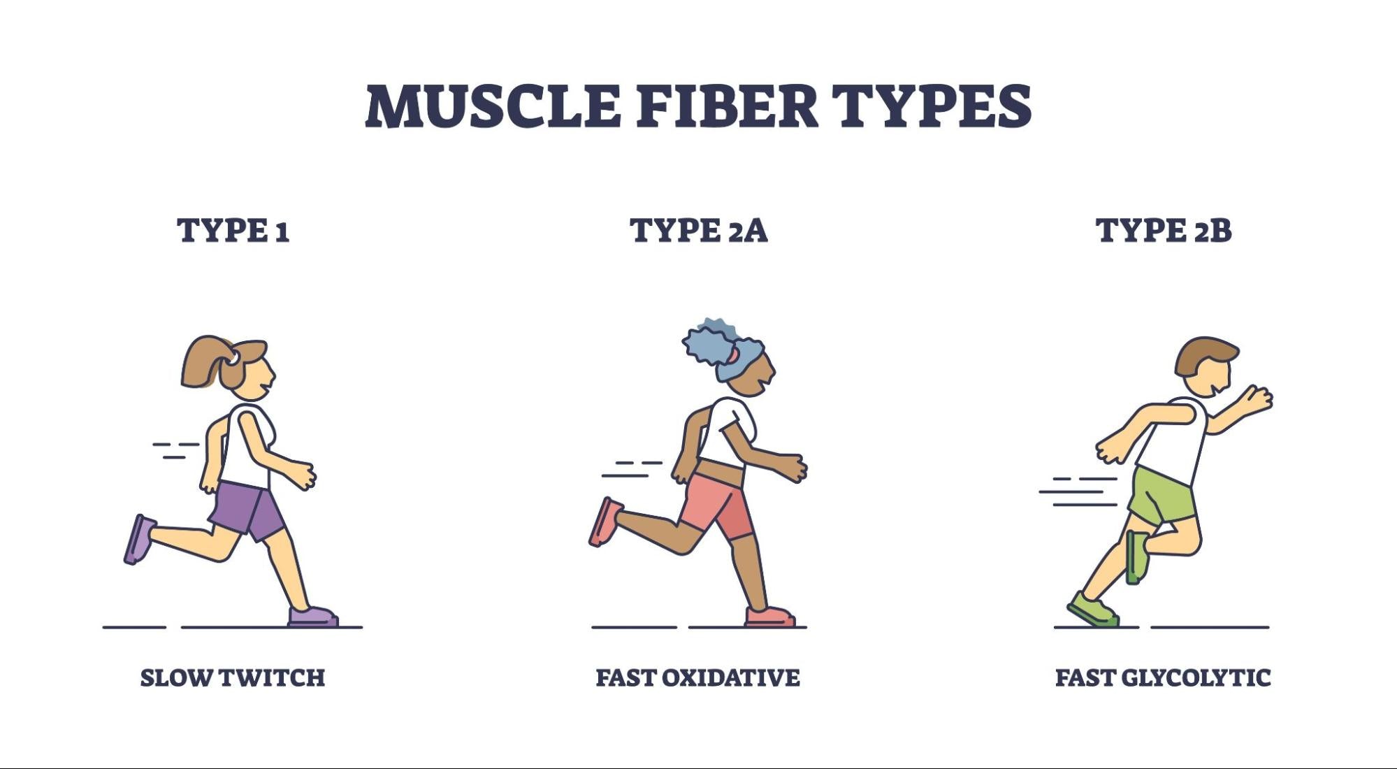 Three runners showing muscle fiber types