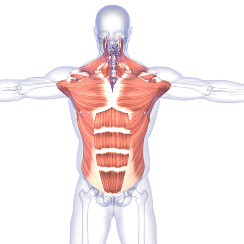 Anatomical muscle diagram of human body