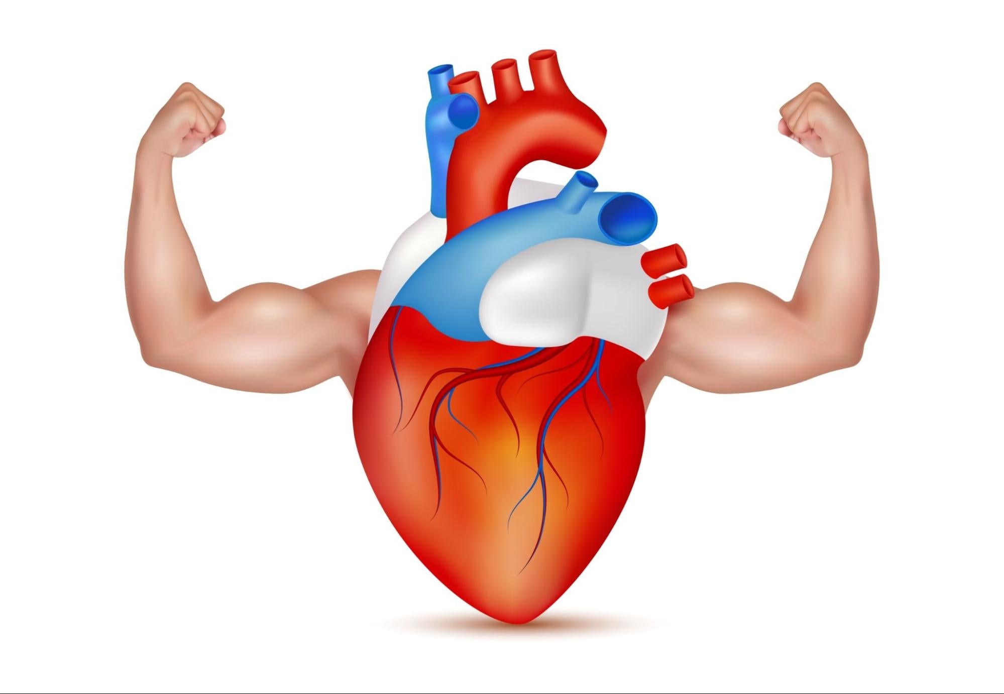 Muscular anatomical heart flexing its arms