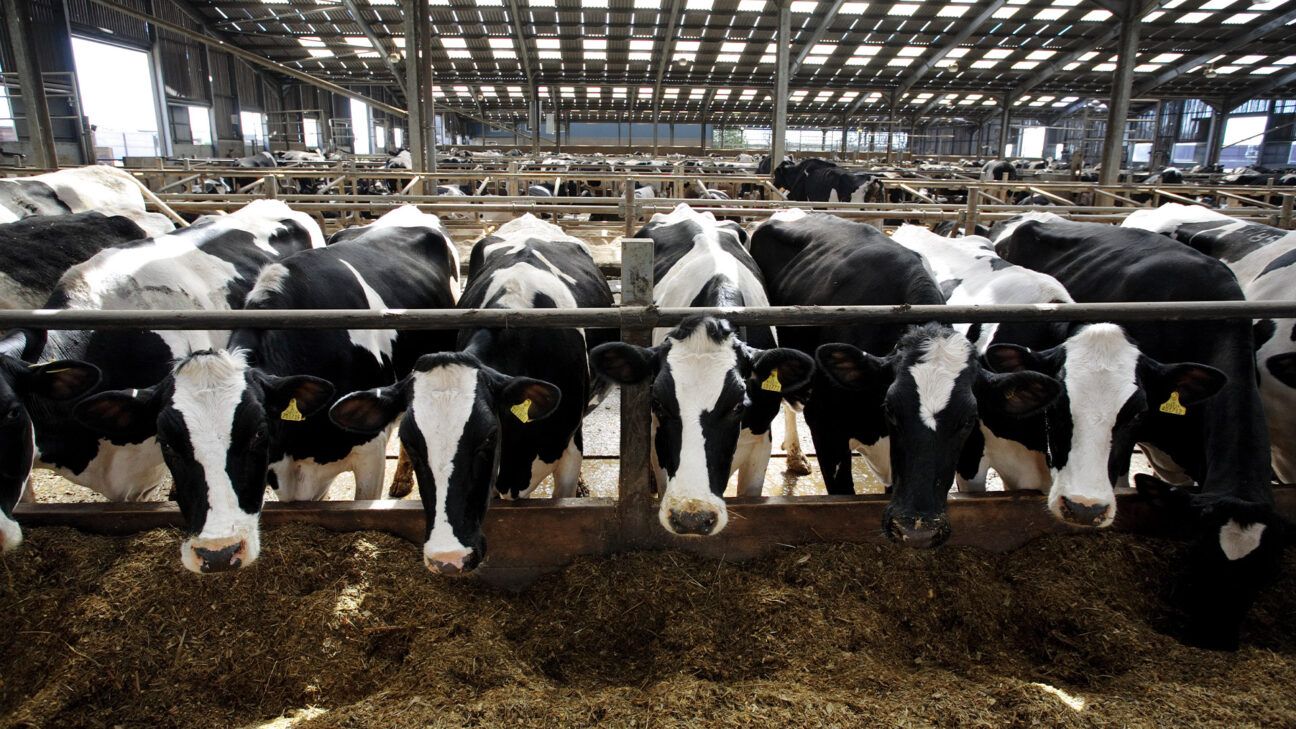 Dairy cows lined up in field