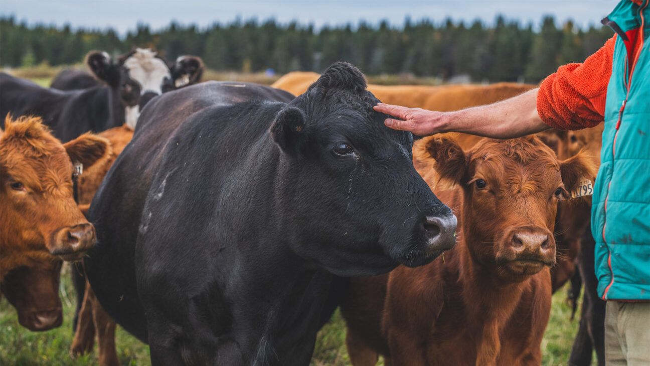 Farmer pets cow in field